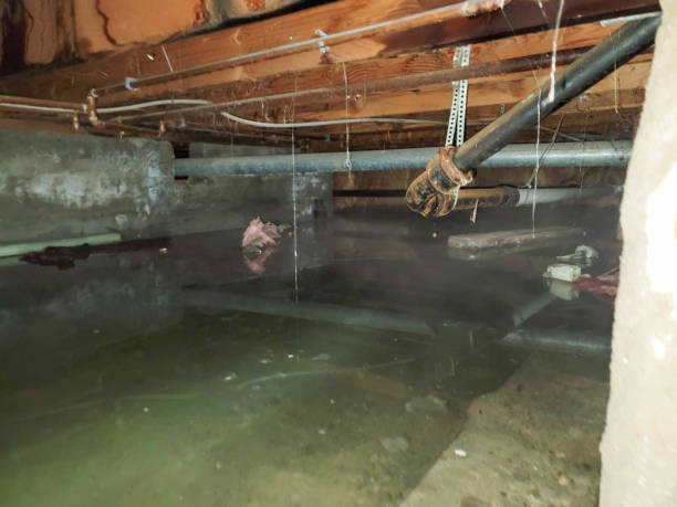 Best Flood damage cleanup  in San Carlos Park, FL