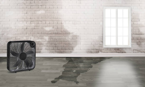 Best Carpet water damage restoration  in San Carlos Park, FL
